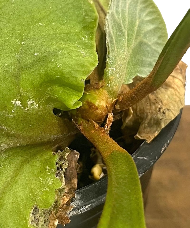 ビカクシダ リドレイ(by ヌクル) 「Platycerium ridleyi (by Nuk