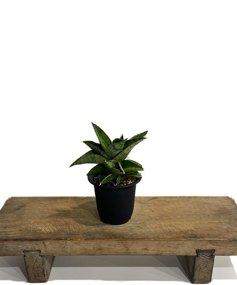 特大株 サンスベリア パウエル サンセベリア sansevieria 特大株 サンスベリア パウエル サンセベリア sansevieria