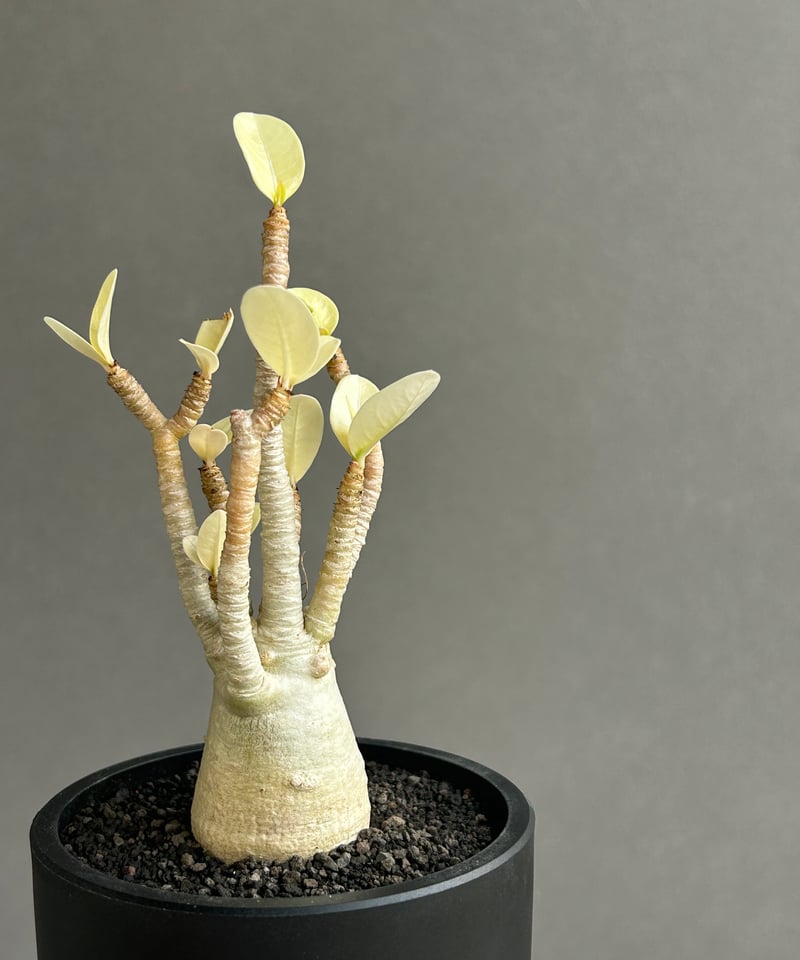 アデニウム アラビカム “アルビノ” 「Adenium arabicum “Albino”」