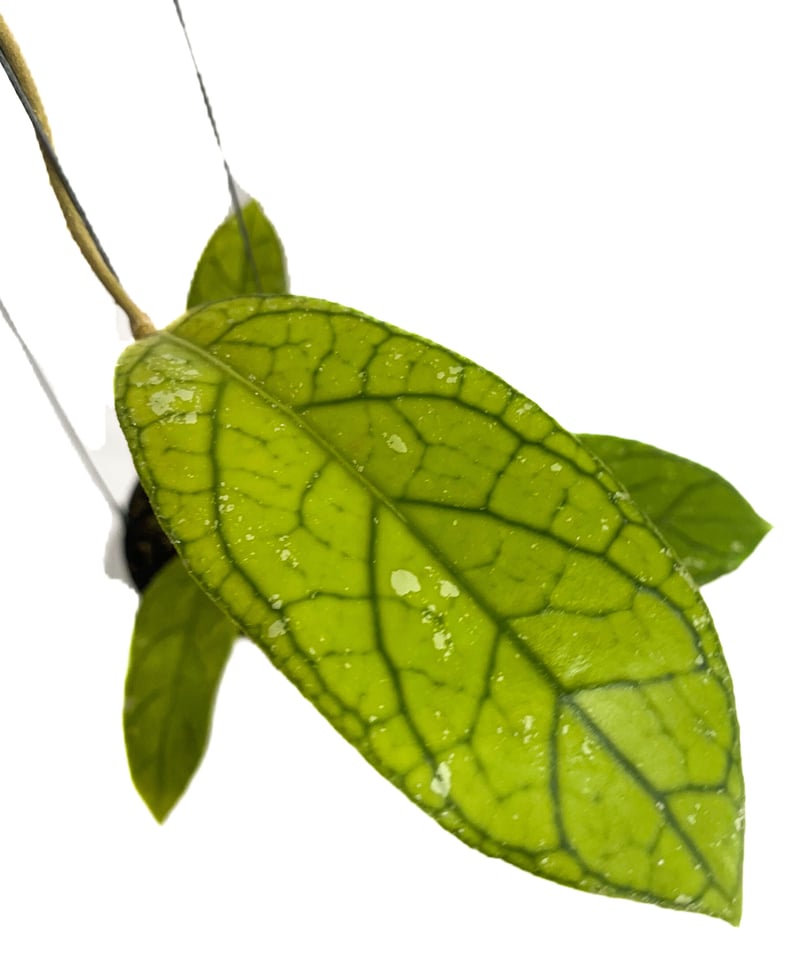 ホヤ タンガマス ホヤ タンガムス「Hoya tanggamus」3C-4 | SHOUCHIKUEN