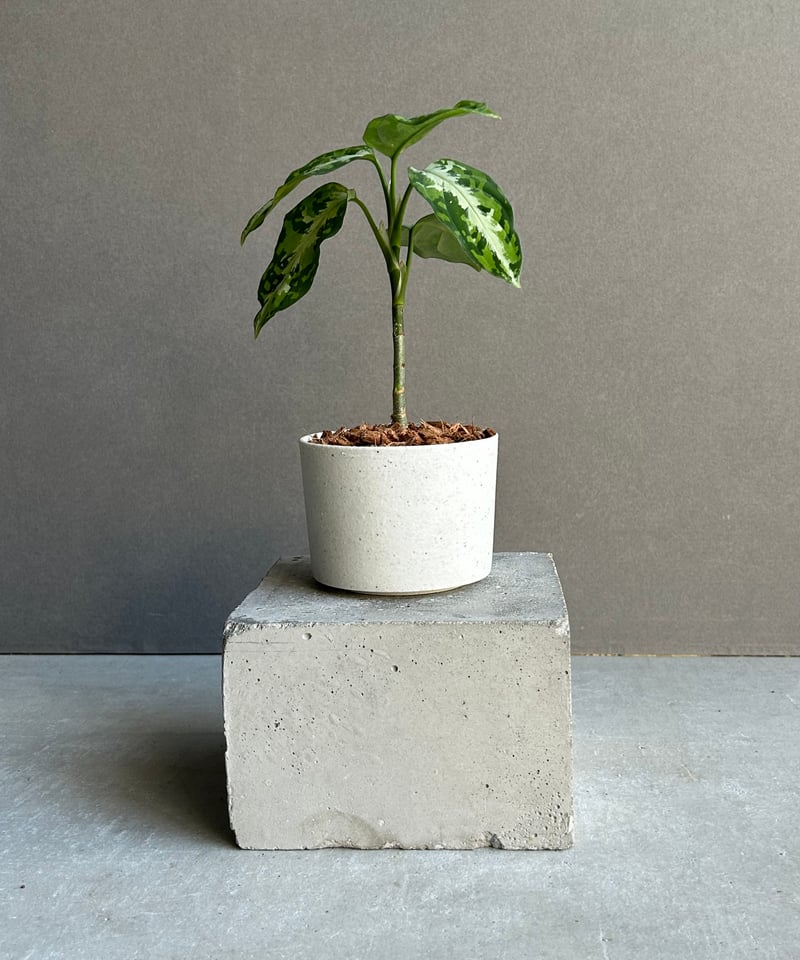 アグラオネマ ピクタム トリカラー + ground「Aglaonema pictum tri