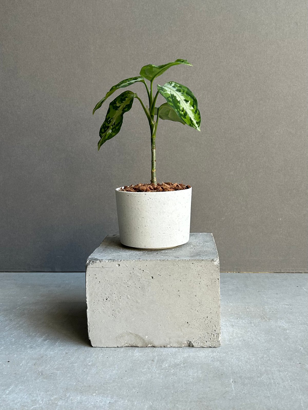 アグラオネマ ピクタム トリカラー + ground「Aglaonema pictum tri