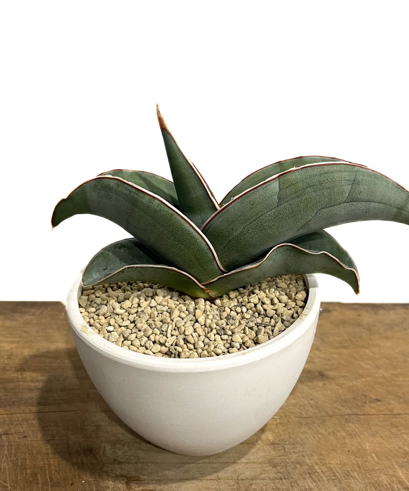 サンセベリア エーレンベルギー バナナ 「Sansevieria サンセベリア エーレンベルギー バナナ 「Sansevieria
