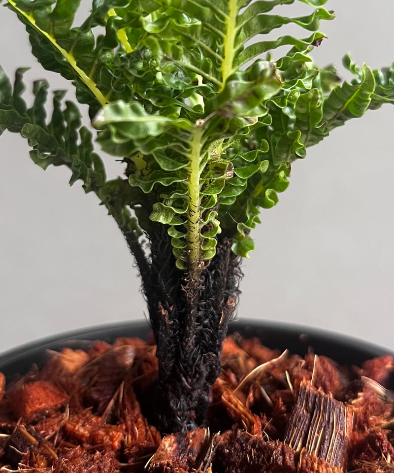 ブレクナム ギッバム ドワーフ 「Blechnum gibbum Dwarf 」90C | S
