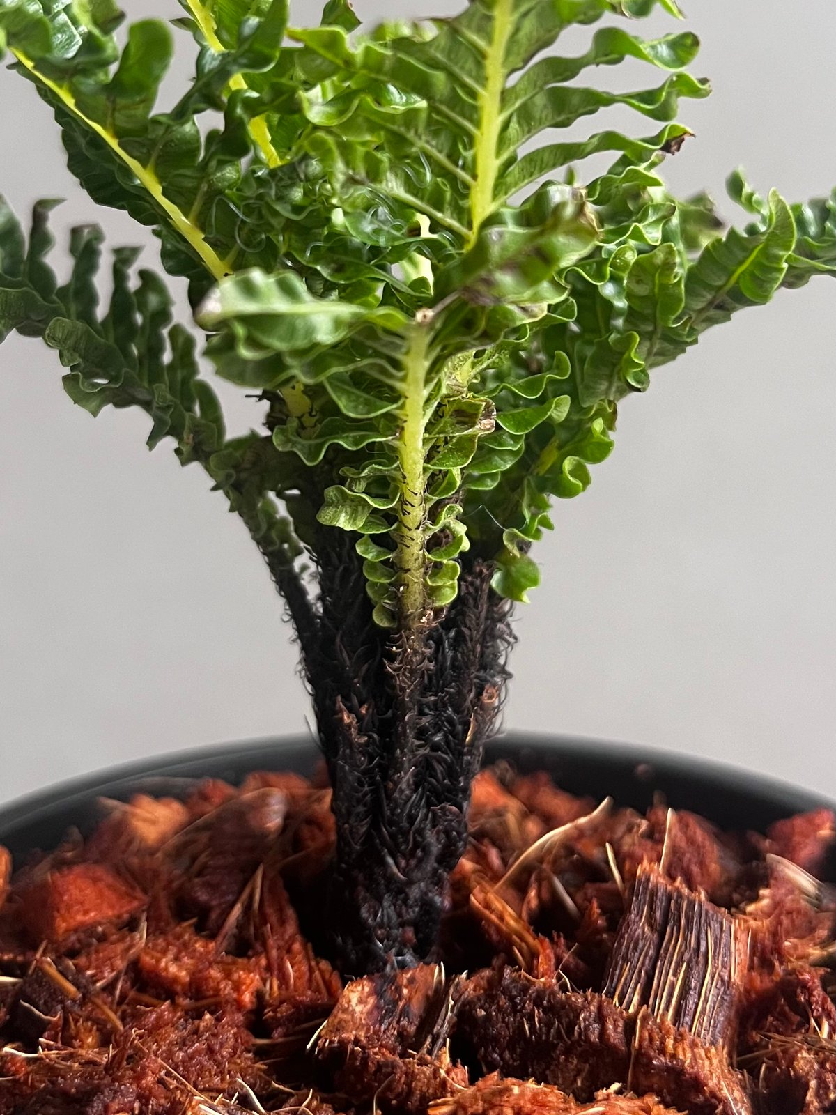 ブレクナム ギッバム ドワーフ 「Blechnum gibbum Dwarf 」90C | S