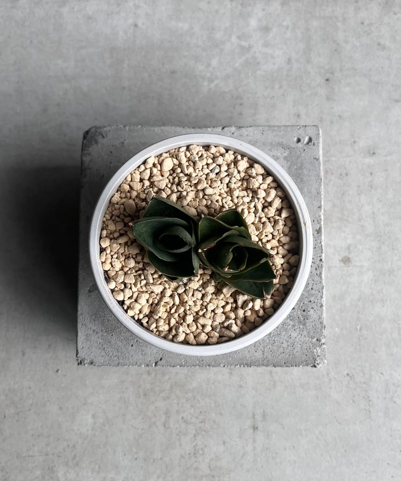 サンセベリア ベンジャロン「Sansevieria Benjarong」35Z | SHOUC サンセベリア ベンジャロン「Sansevieria Benjarong」35Z | SHOUC