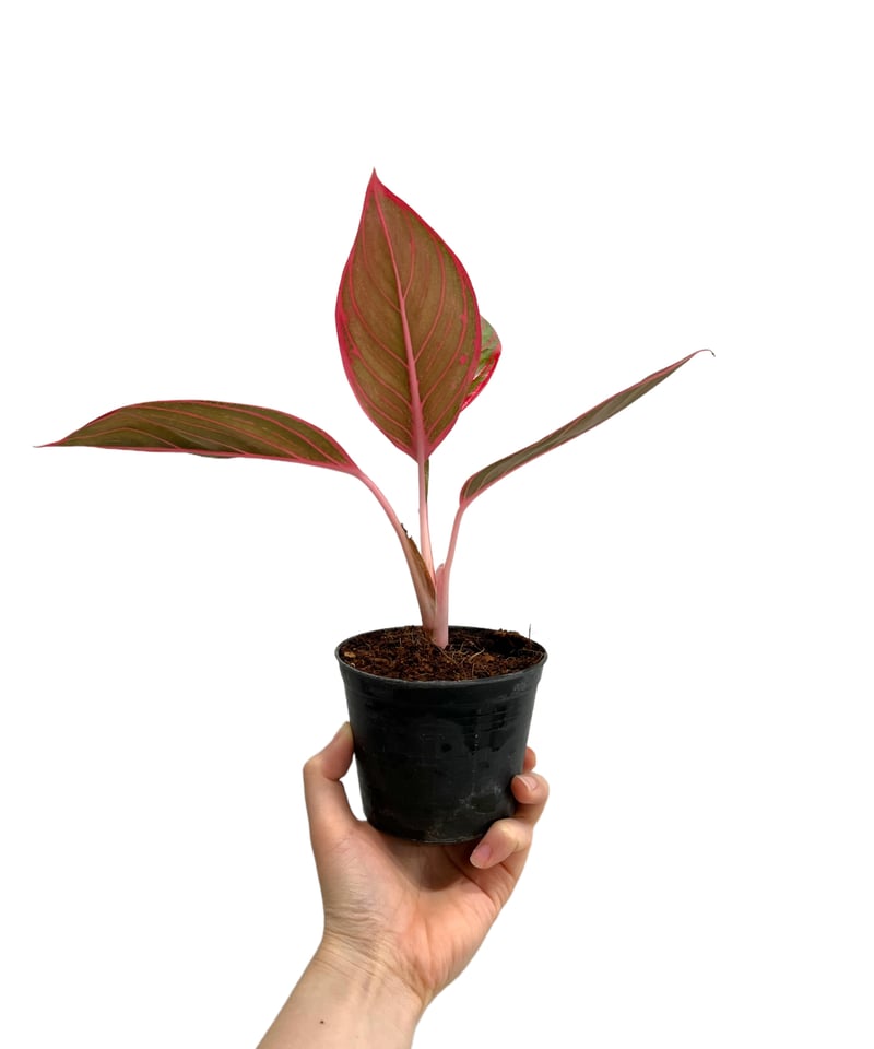 アグラオネマ リップスティック カンザ 「Aglaonema Lipstick Khanza」