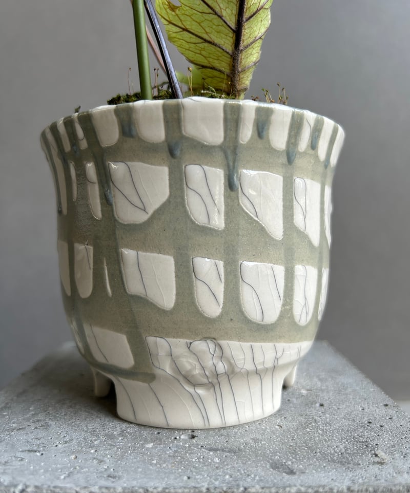 ドリナリア フロリダ + YON-HACHI「Drynaria florida」76L | S