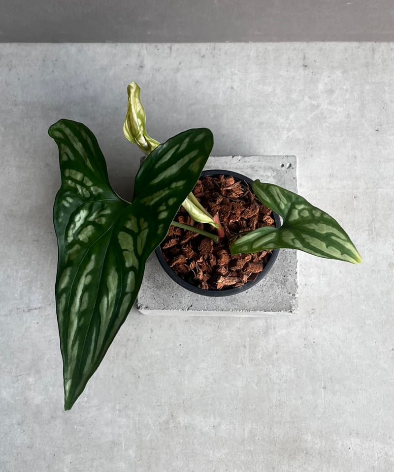 1 セルセスティス　ミラビリス　斑入り　激レア 1 セルセスティス ミラビリス 斑入り 激レア Cercestis mirabilis」の