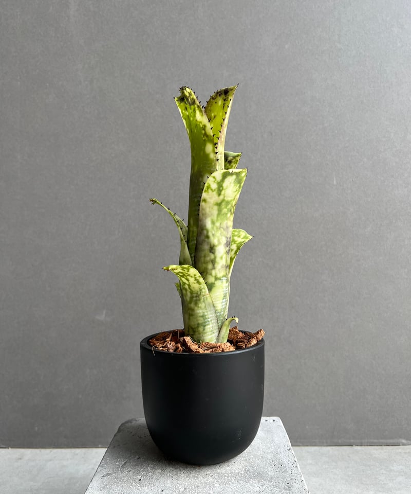 ビルベルギア ライム ストーン 「Billbergia Limestone」2D | SHOU