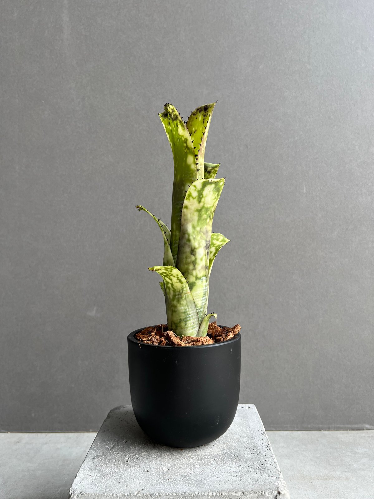 ビルベルギア ライム ストーン 「Billbergia Limestone」2D