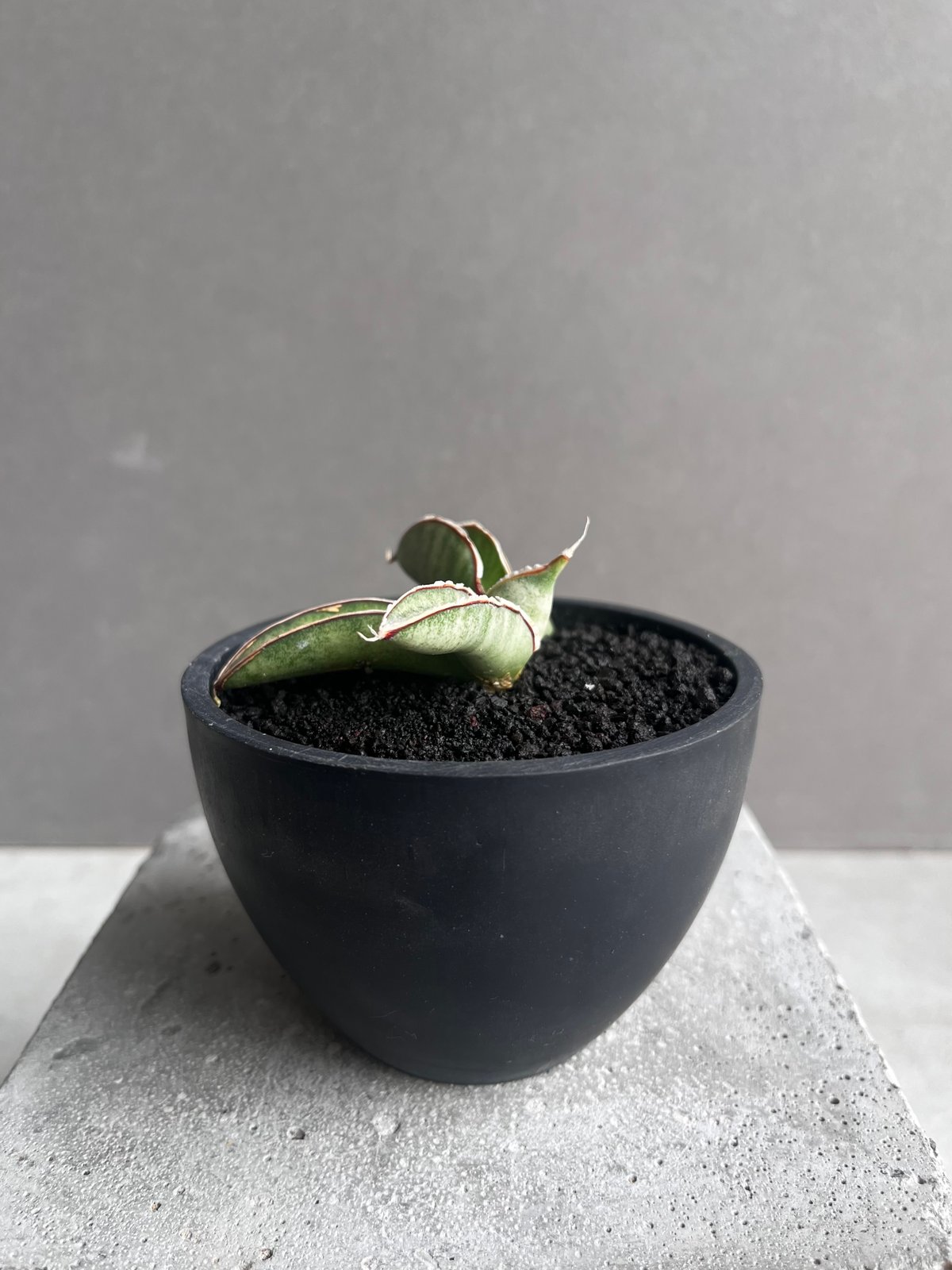 サンセベリア エイレンシス 「Sansevieria eilensis Lav.10178」3