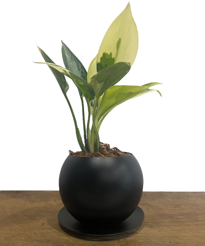 アグラオネマ スワンナプーム + Black Iron Pot 「Aglaonema Suva