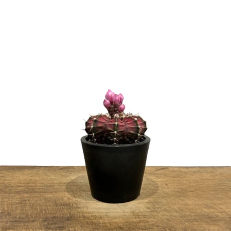 ギムノカリキウム ミハノビッチ “選抜個体”「Gymocalycium Mihaovichii “Select” 」5/11-476