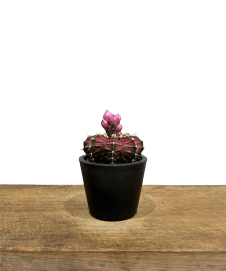 さぼてんページ 商品情報_洗える サーキュレーター(18cm) | 山善の商品情報