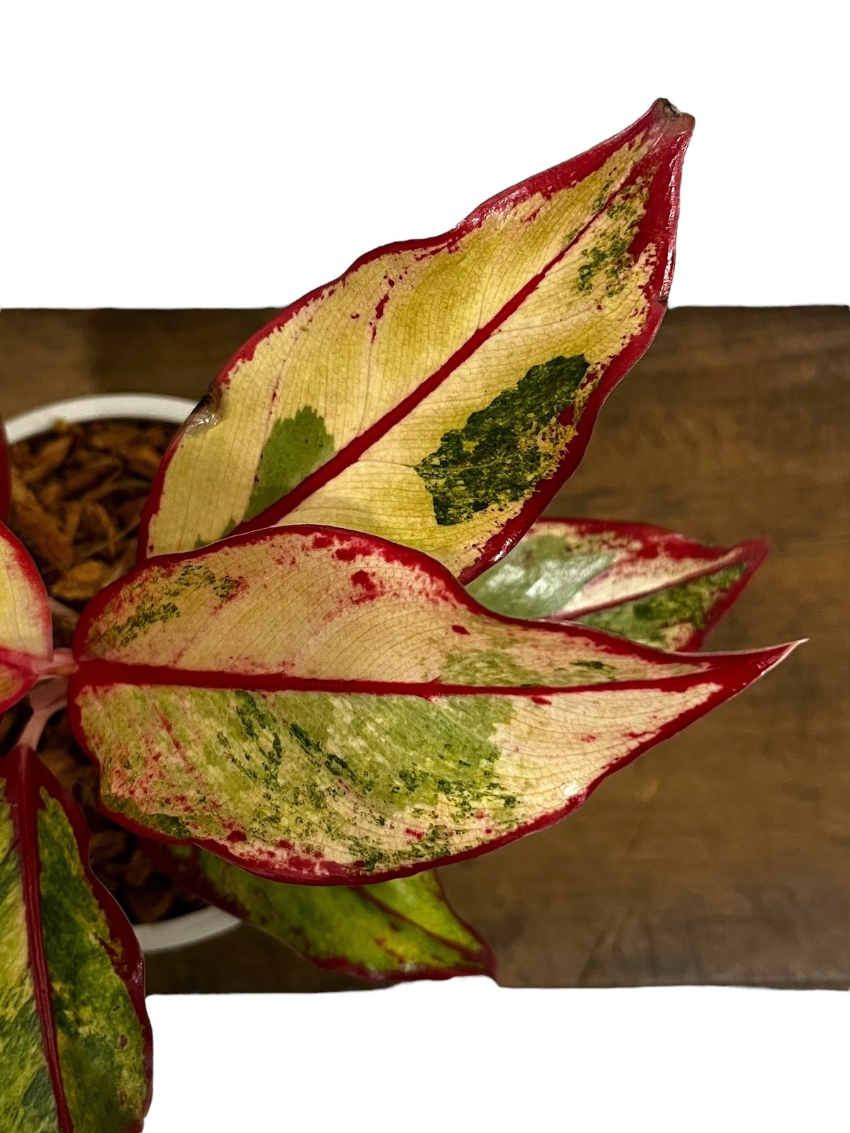 激レア　アグラオネマ　Aglaonema サイアムオーロラ 激レア アグラオネマ Aglaonema サイアムオーロラ 激レア