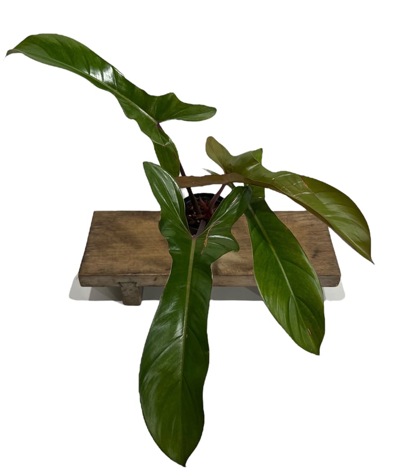 フィロデンドロン ロンギロバトム 'レラノ ミヤノ'」85I | SHOUCHIKUEN