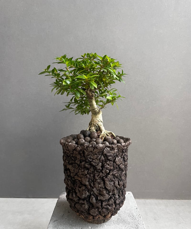 うち” 盆栽 + plantsmonsters pot 「“UCHI” BONSAI」66