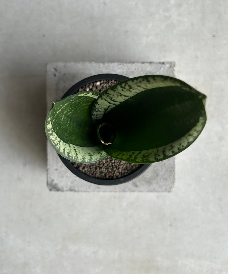 サンセベリア シルバー フレーム「Sansevieria Silver Flame 」91L