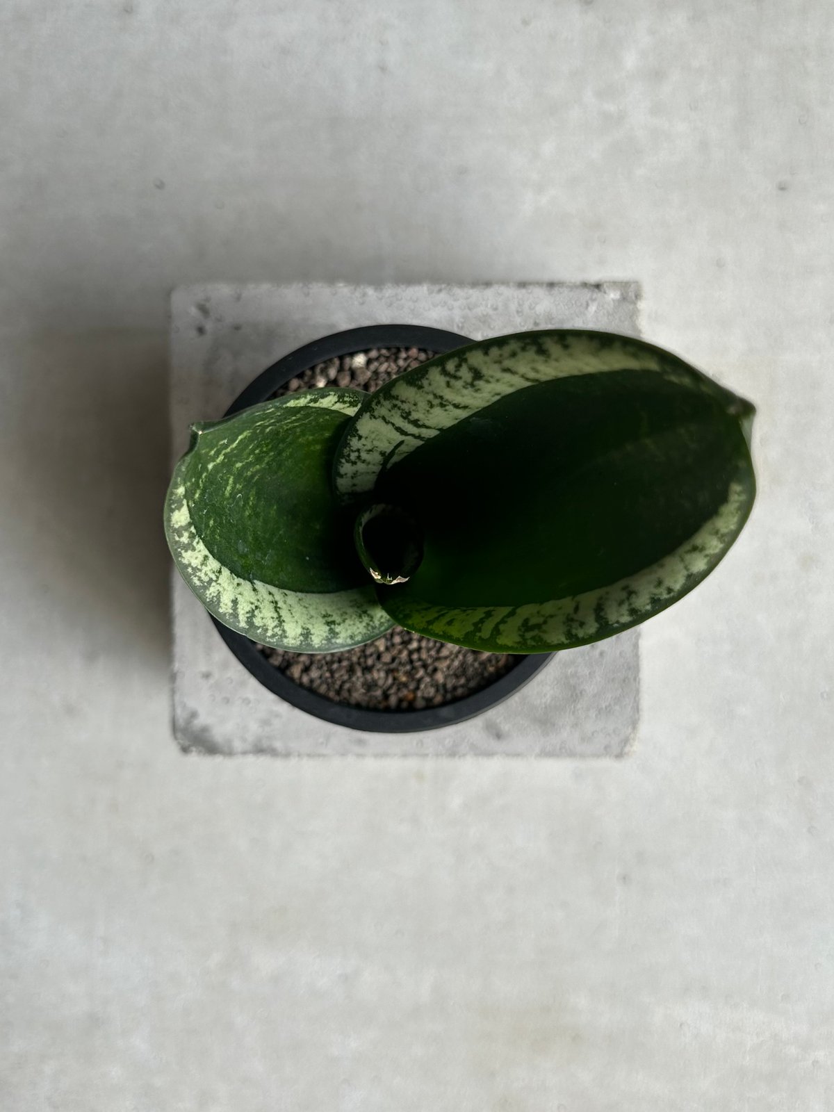 サンセベリア シルバー フレーム「Sansevieria Silver Flame 」91L