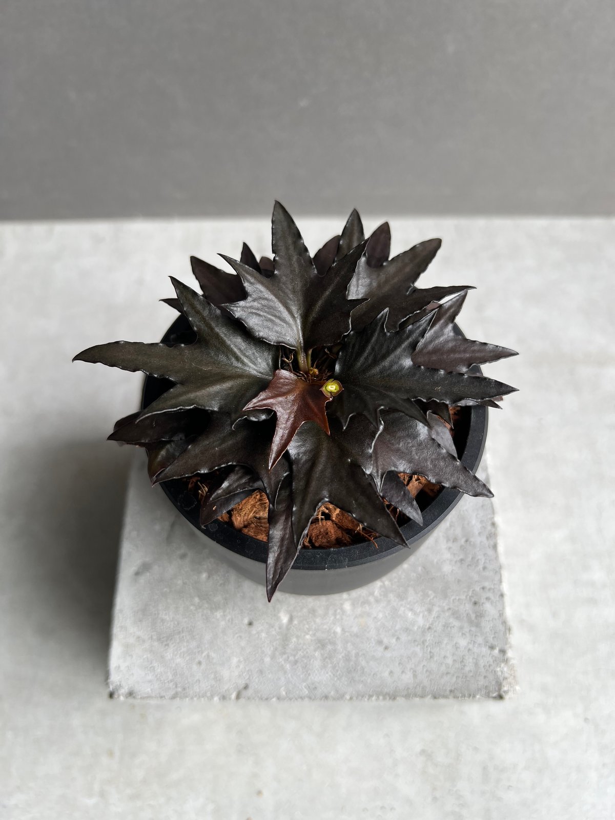 ユーフォルビア フランコイシー “エスプレッソ”「 Euphorbia