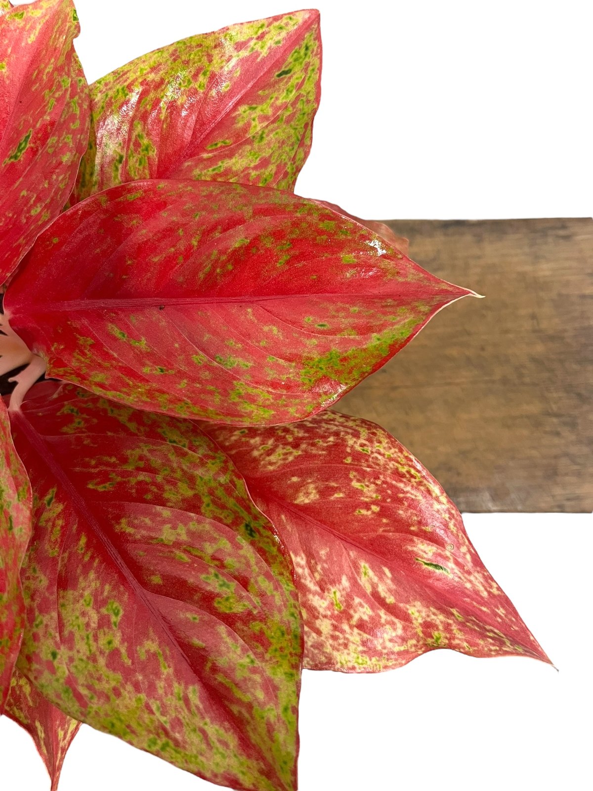 エクセル 　Aglaonema Khum Koonなど sekiguchidai 音ノ葉 オフィシャル | 【音ノ葉】Aglaonema
