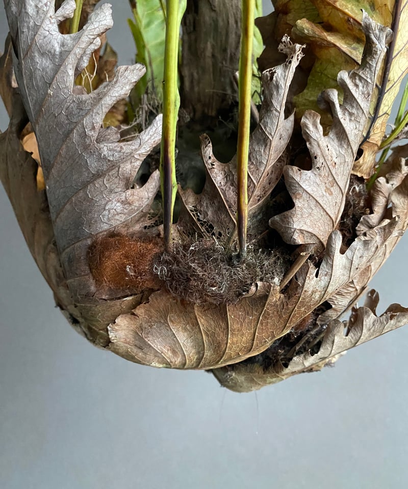 新芽あり特大ドリナリア クエルシフォリア ワイルド ドリナリア クエルシフォリア '変異種' 「Drynaria quercifolia