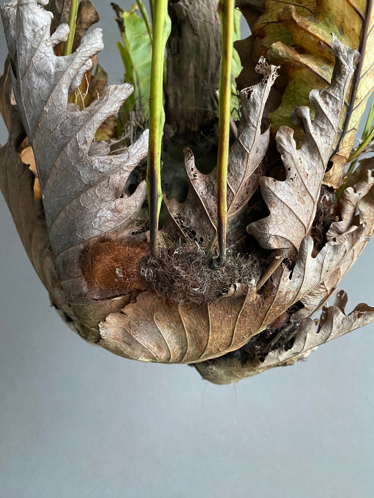 ドリナリア クエルシフォリア '変異種' 「Drynaria quercifolia 'Mut