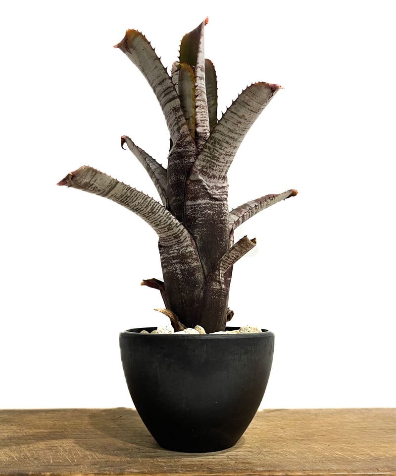エクメア ヌディカウリス シルバー ストリーク「Aechmea nudicaulis