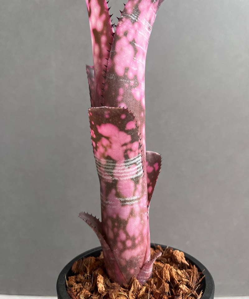 ビルベルギア インセンディアリー デライト 「Billbergia