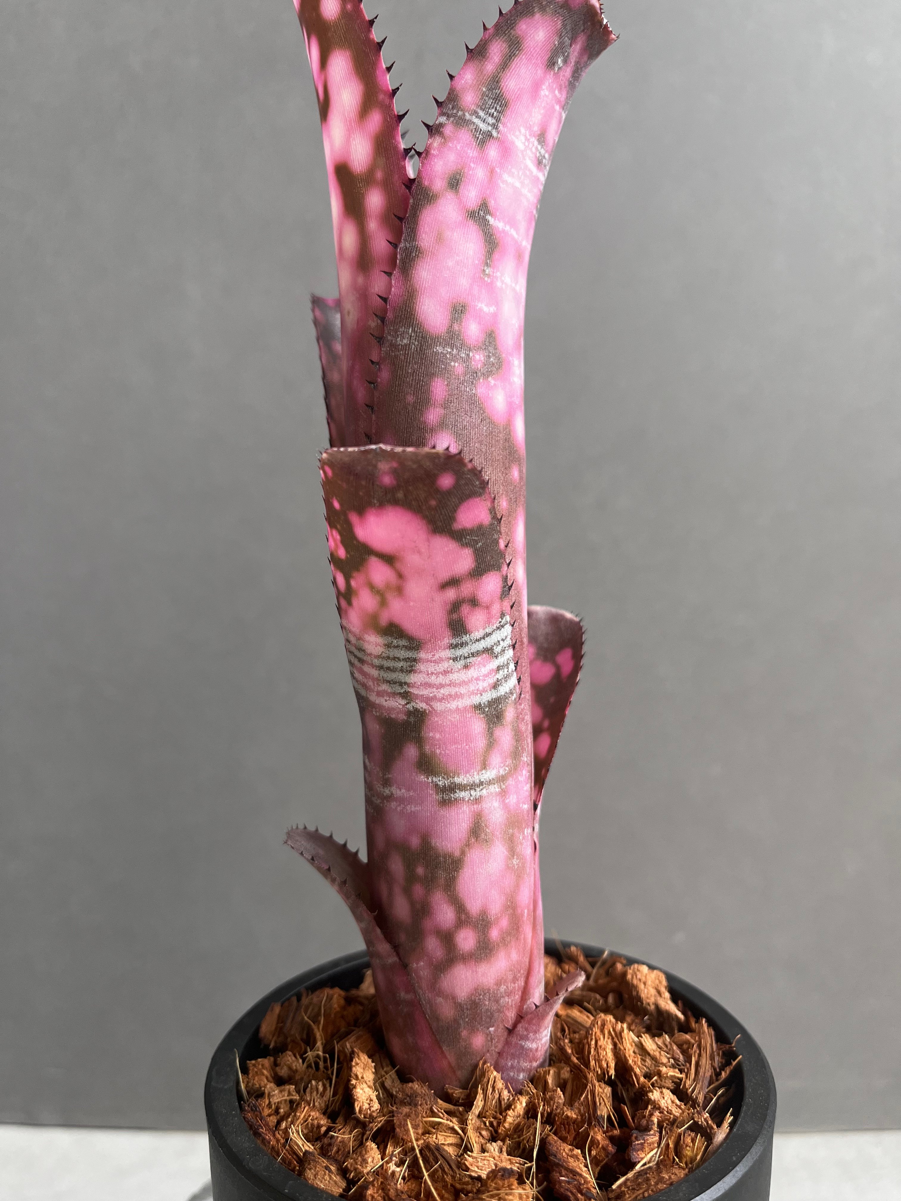 ビルベルギア インセンディアリー デライト 「Billbergia Incendiary