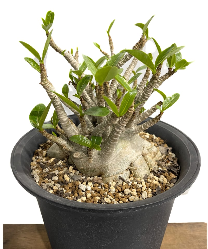 アデニウム アラビカム ドワーフ タイプ「Adenium arabicum dwarf ty