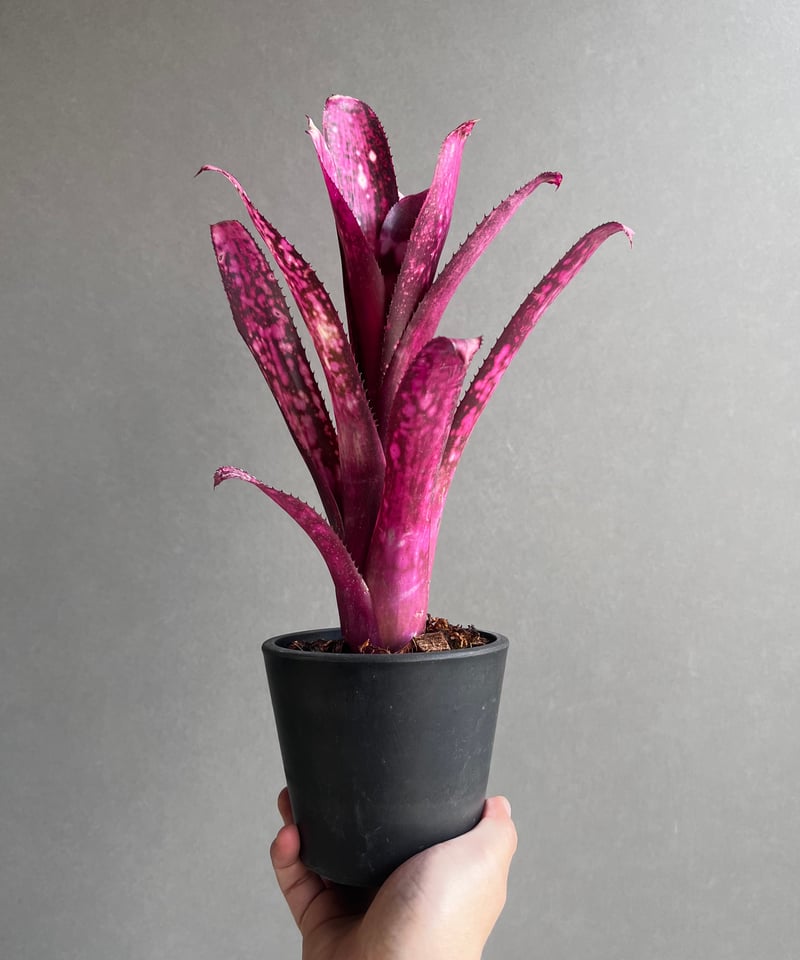 ビルベルギア ハレルヤ 「Billbergia hallelujah」63Z | SHOUCH