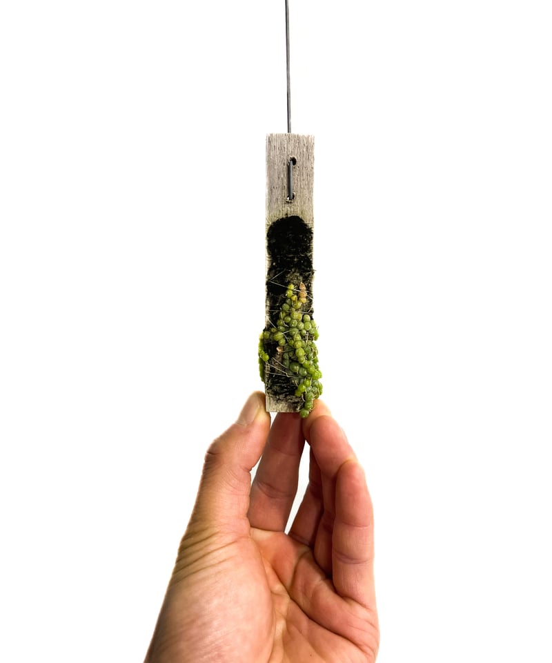 バルボフィラム モニリフォリメ ①「 Bulbophyllum moniliforme」12/