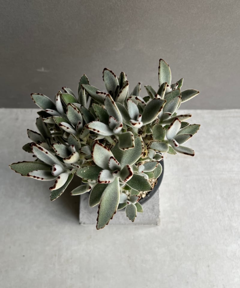 カランコエ 月兎耳（つきとじ） 「Kalanchoe tomentosa」74C | SHOU