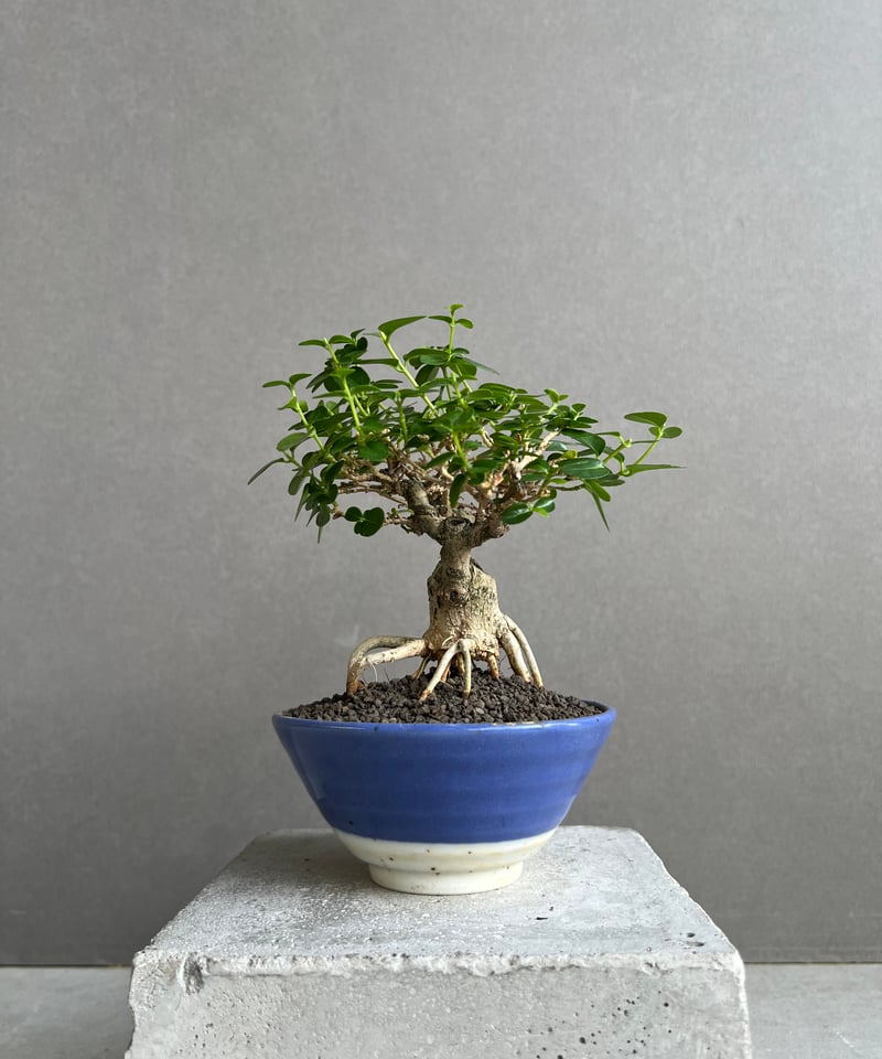 うち” 盆栽 Limited Edition 「“UCHI” BONSAI」6E | SH