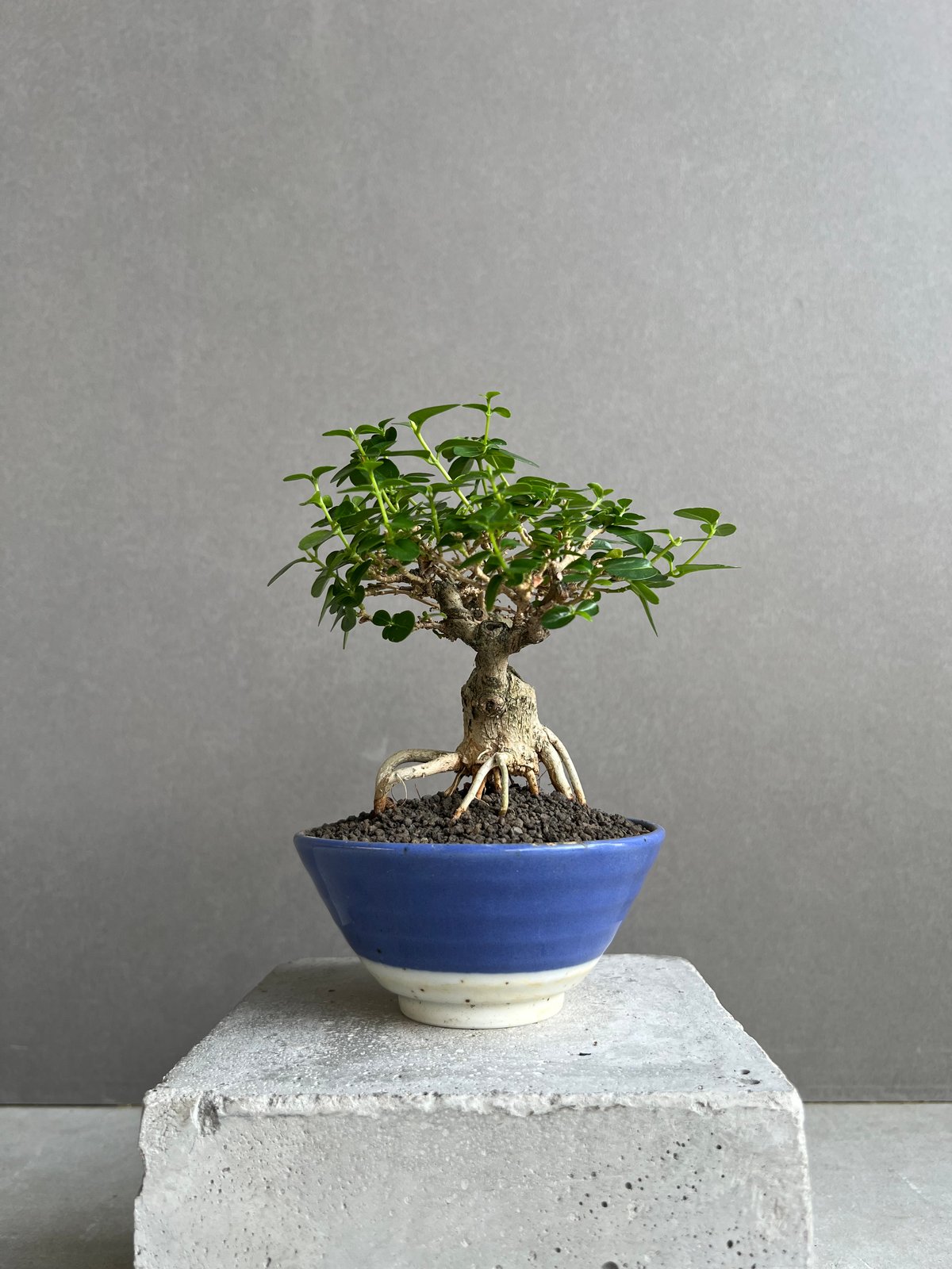 うち” 盆栽 Limited Edition 「“UCHI” BONSAI」6E | SH