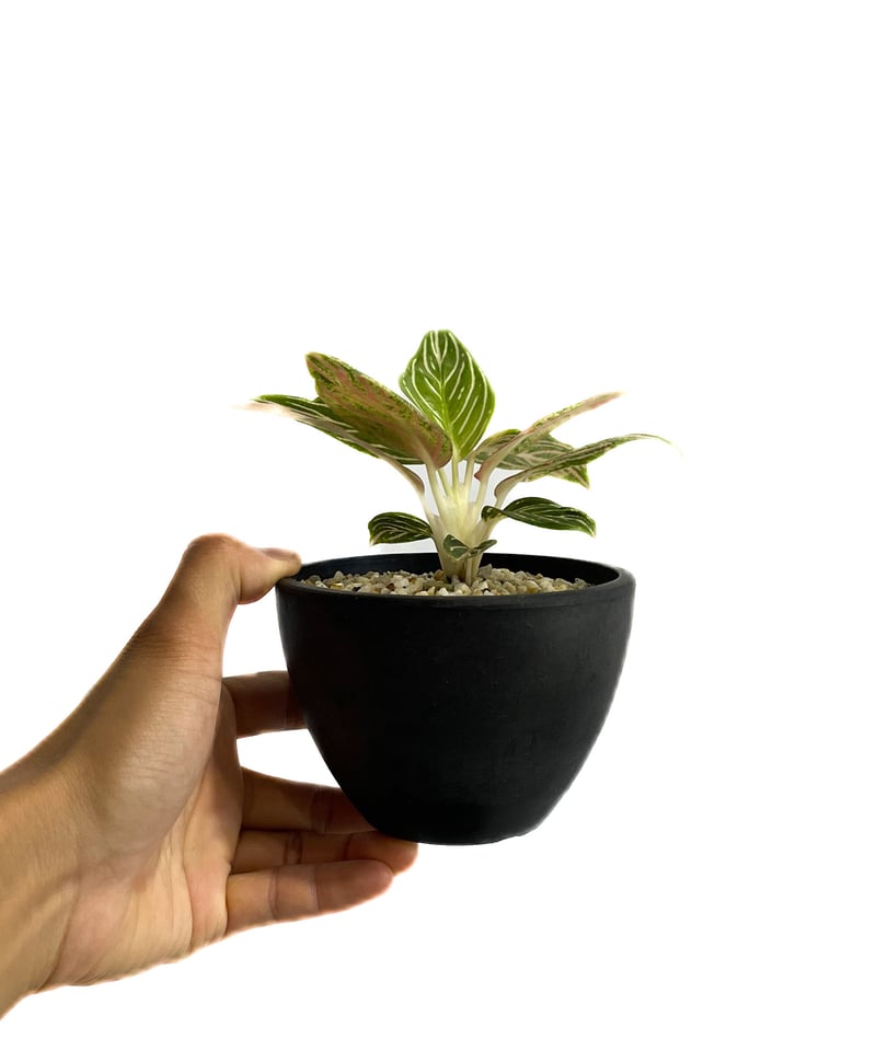 アグラオネマ　ゴールデンホープ　1株 Aglaonema Golden Hope 【artPLANTs】アグラオネマ/ Aglaonema