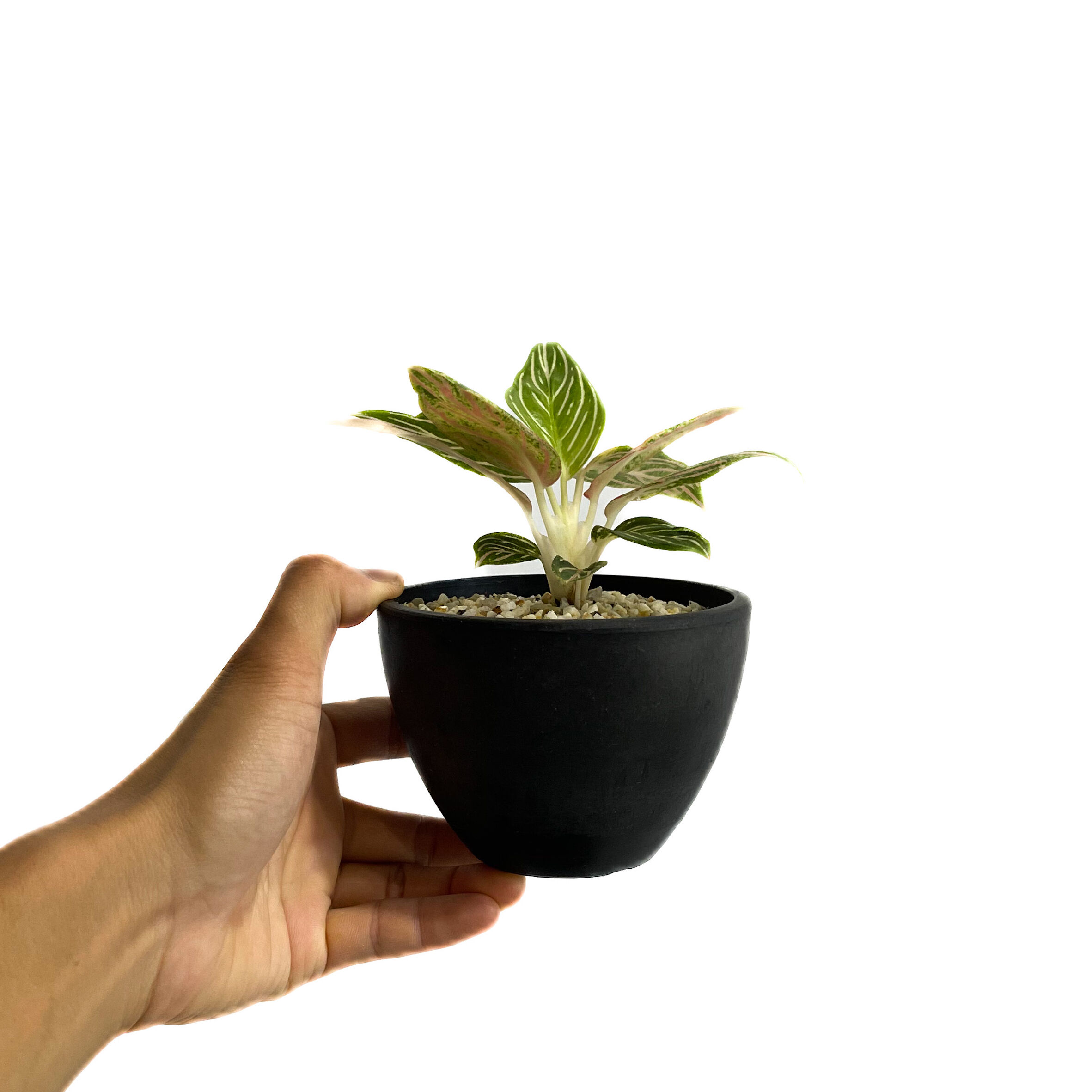 アグラオネマ ゴールデンホープ「Aglaonema Golden Hope」9/7-88C-1