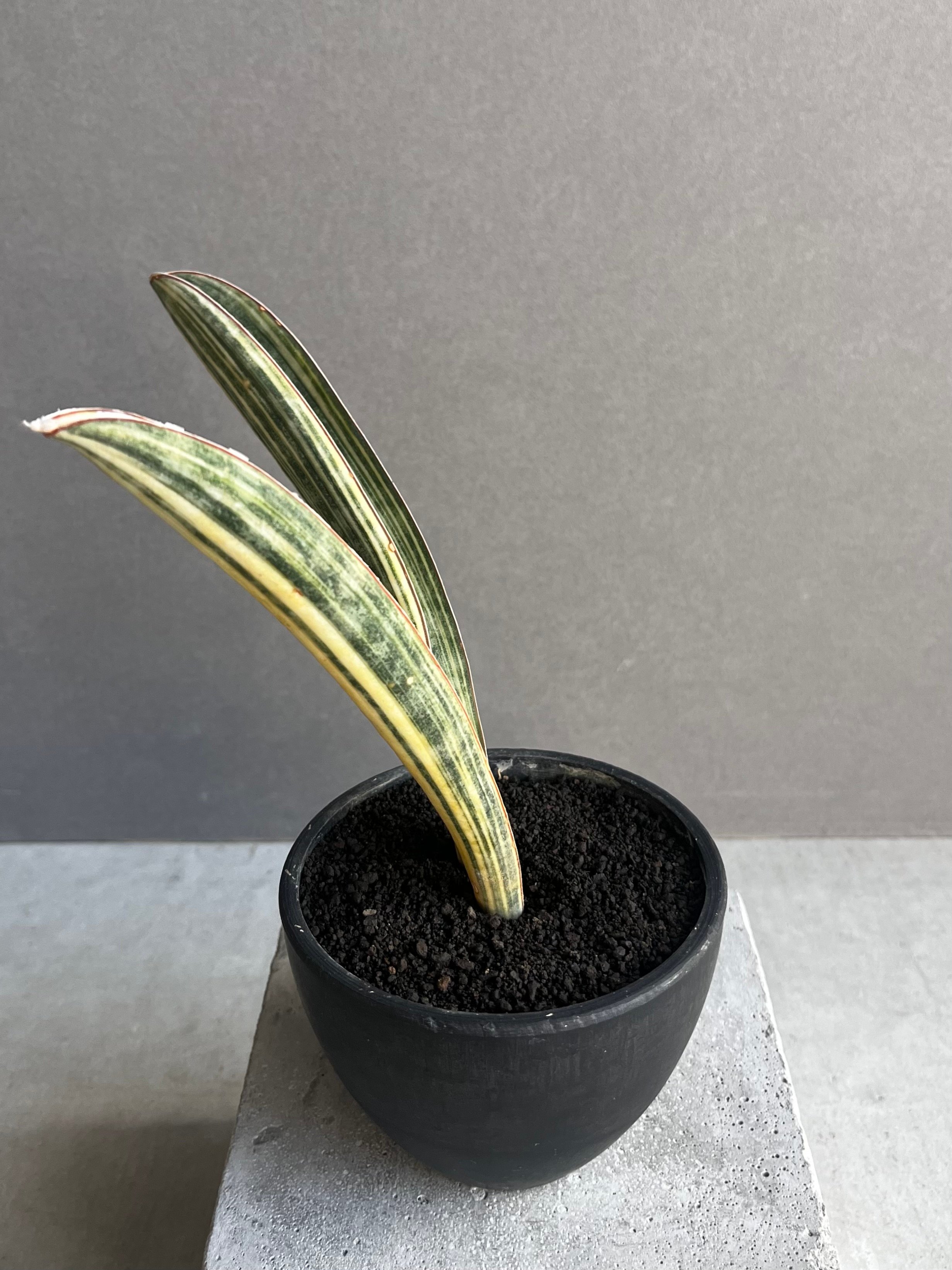サンセベリア ハリー ベースボールバット 斑入 「Sansevieria hallii