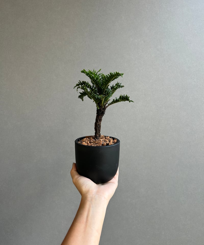 ブレクナム　ギバム　ドワーフ 園芸ネット本店｜ブレクナムギバム： ドワーフ（幹立ち仕立て） 5号 の