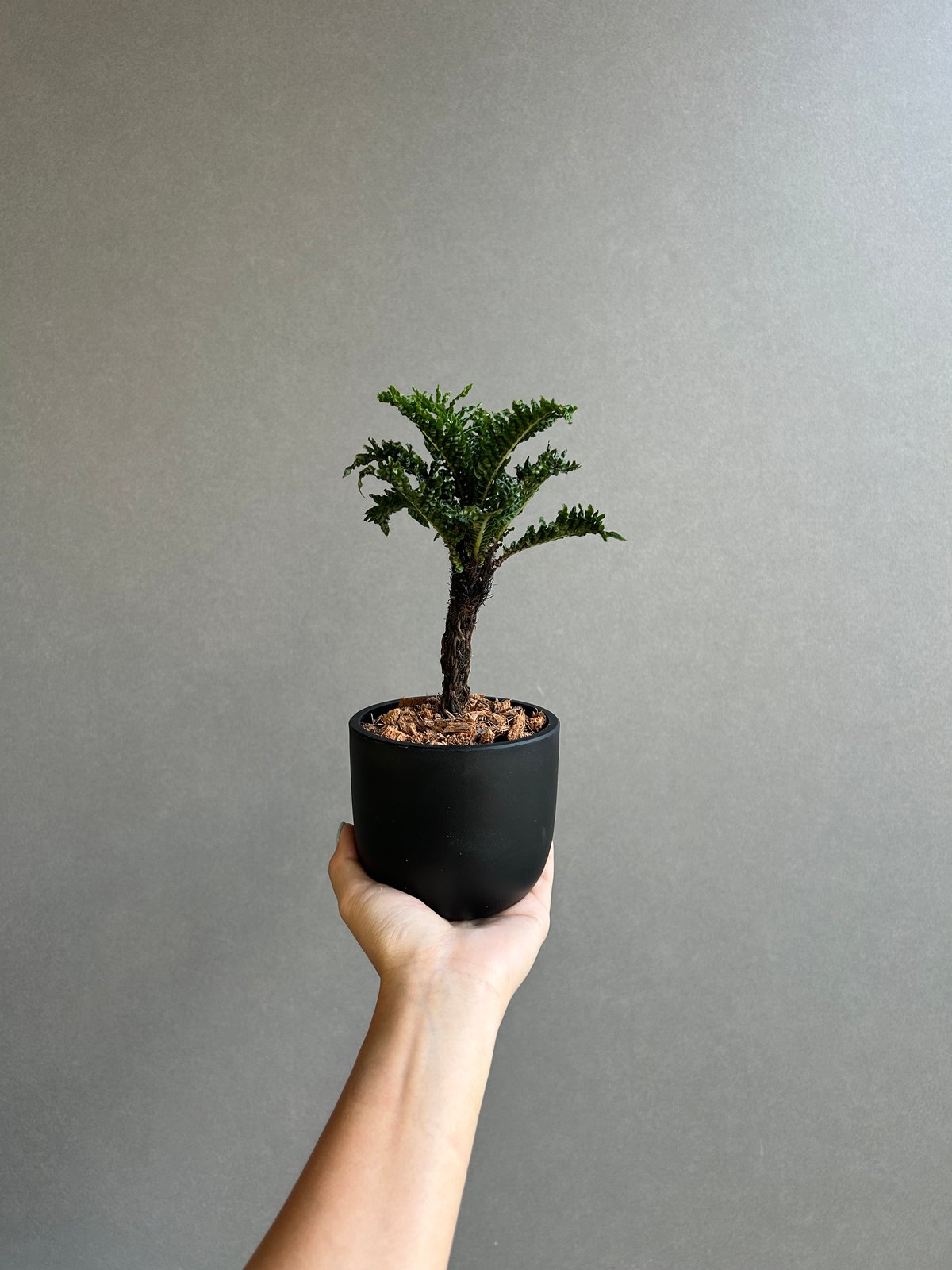 ブレクナム ギッバム ドワーフ 「Blechnum gibbum Dwarf 」88H | S