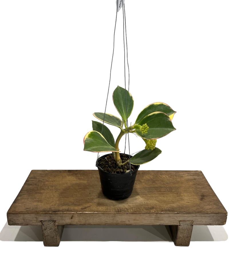 セール珍種 ホヤ　パキクラーダ pachycladas small leaves 4