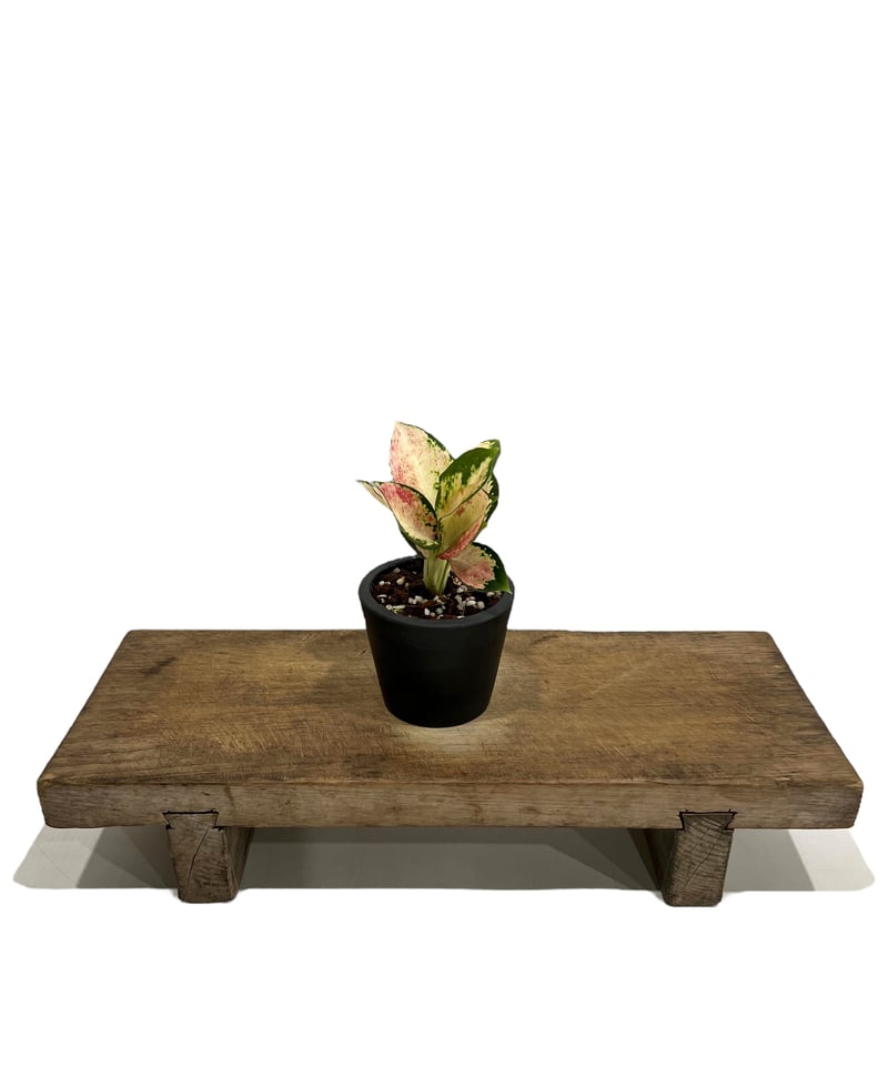 アグラオネマ アグラオネマ ネオン 変異種 斑入 「Aglaonema Neon mutation Vari