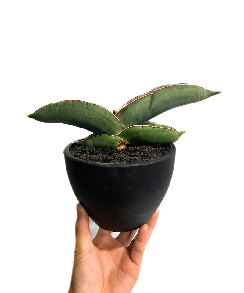 サンセベリア エーレンベルギー バナナ 「Sansevieria サンセベリア エーレンベルギー バナナ 「Sansevieria