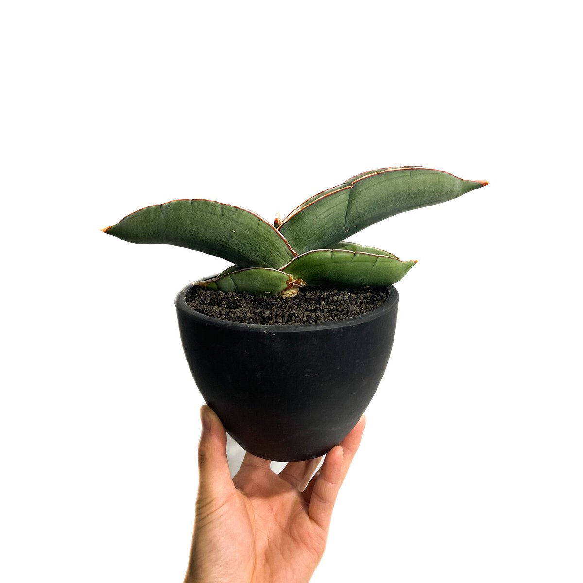 サンスベリア エーレンベルギー バナナ S.Banana サンセベリア エーレンベルギー バナナ 「Sansevieria ehrenbergii Ba
