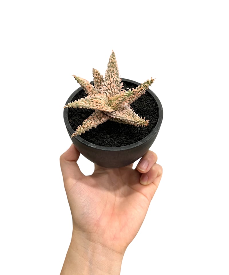 アロエ テンプラ 「Aloe Tempra」38T | SHOUCHIKUEN