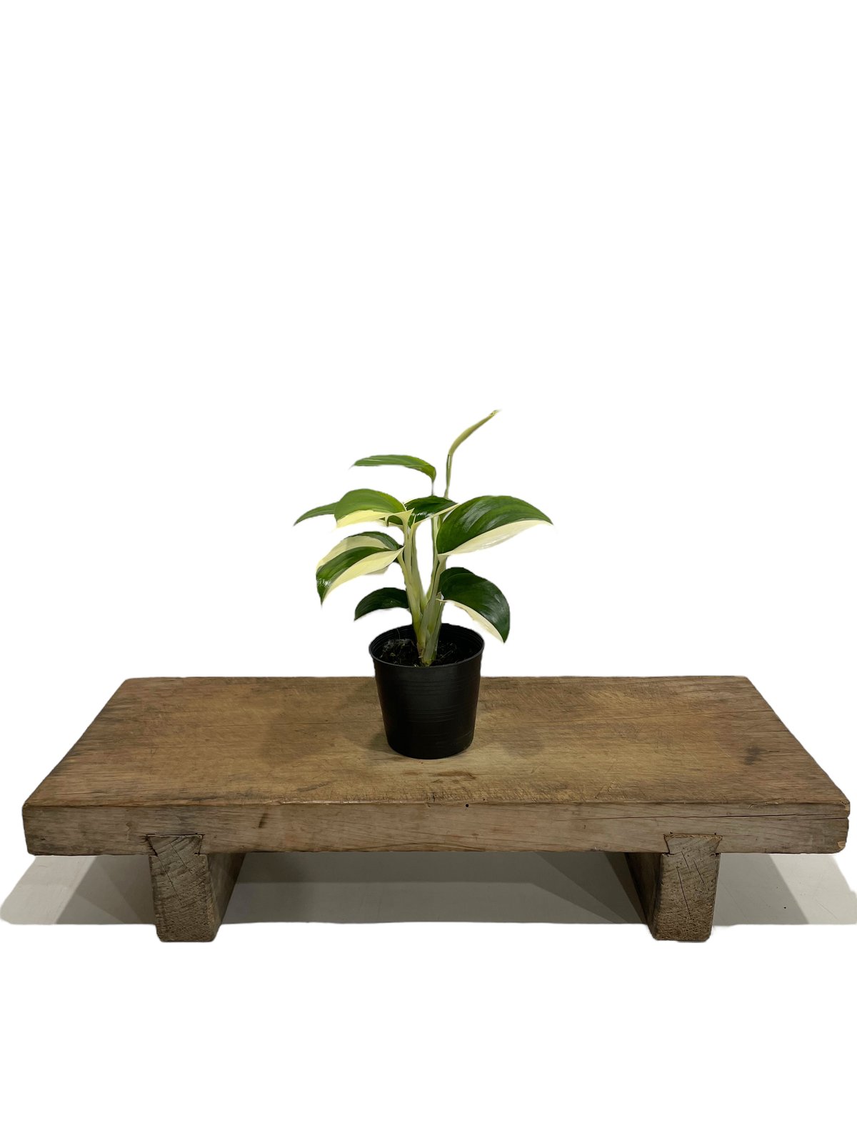 スキンダプサス　セット A3 スキンダプサス セット A3 観葉植物