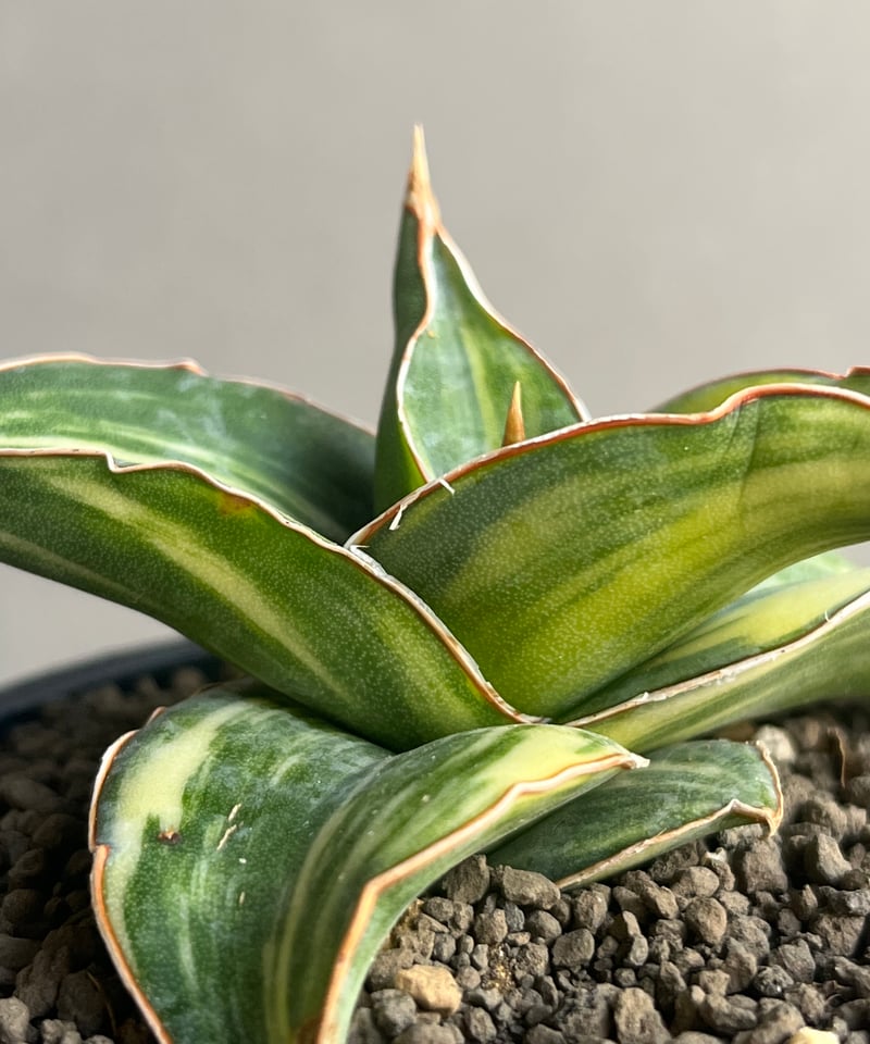 サンセベリア ピングレン 斑入 「Sansevieria Pingren Variegated
