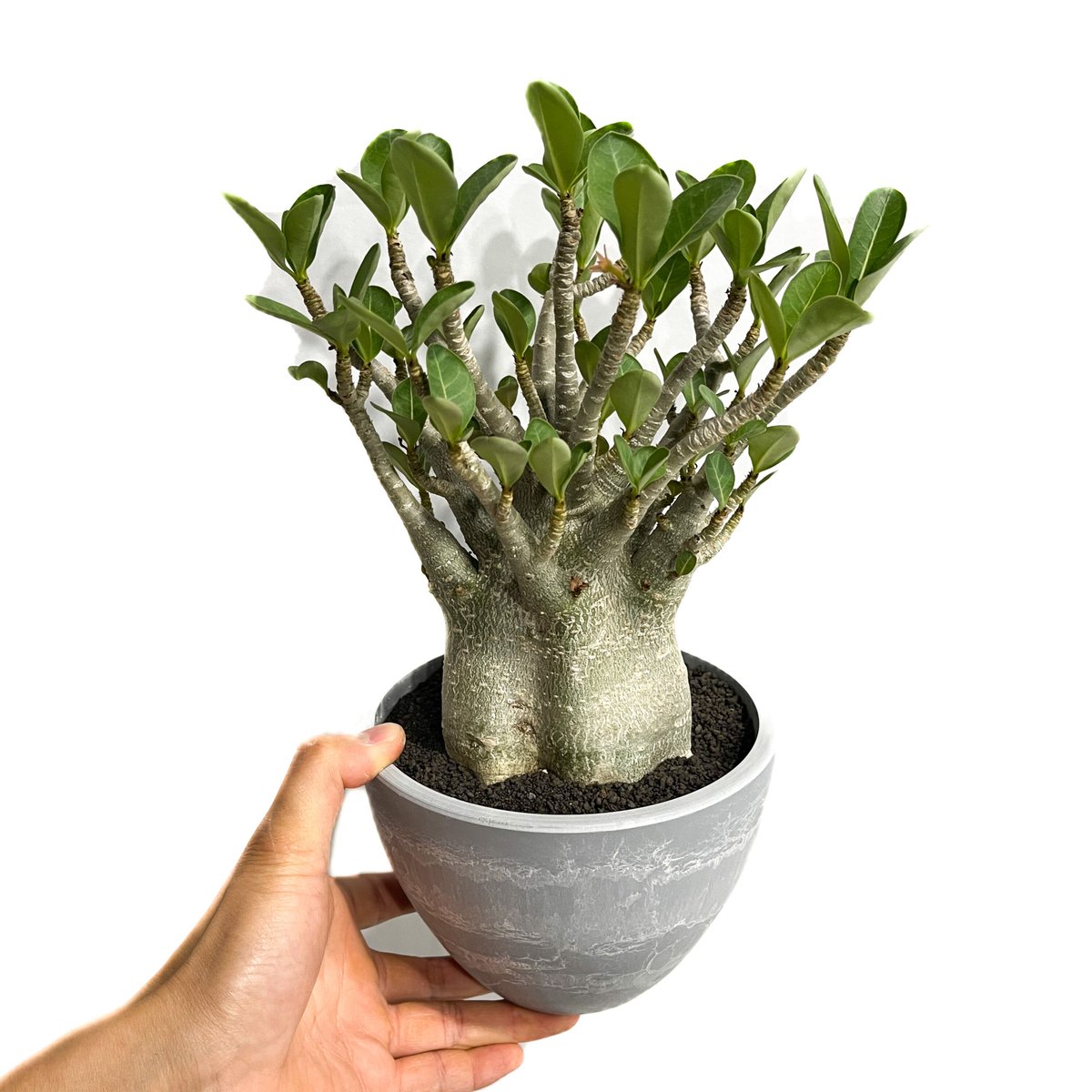 週末値下げ　アデニウム　アラビカム　タイ産 アデニウム・アラビカム ブラックスキン(25jul7.v42/3-1) | GOOD DAYS